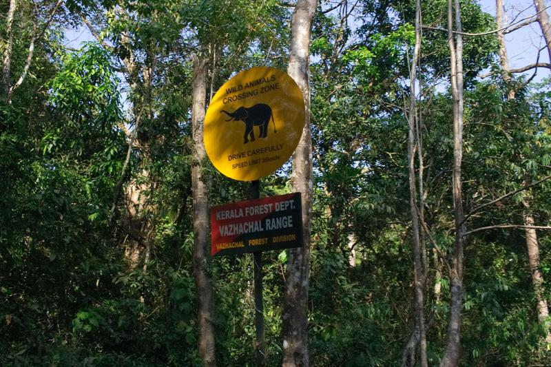 On the lookout for elephants in Vazhachal Range, Ernakulam, Kerala, India