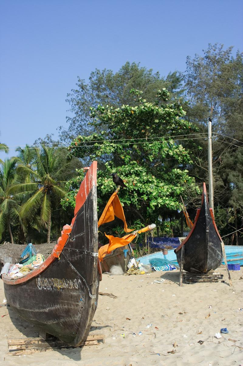 Birds on boats, at the beach along the Arabian sea, Ernakulam, Kerala, India
