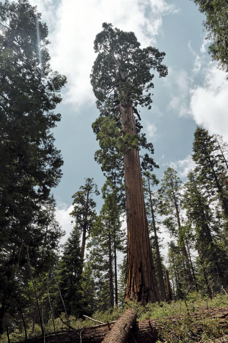 Sequoia and Kings Canyon National Parks