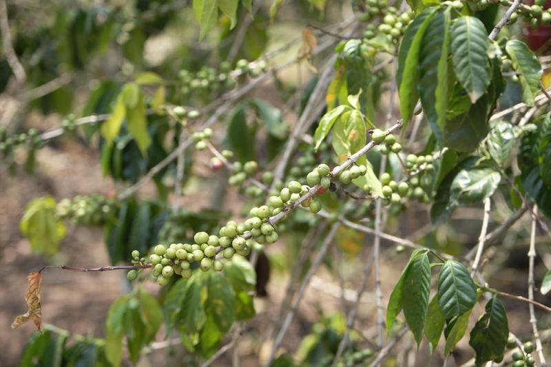 Coffee tree, Akagera Coffee, Rwanda