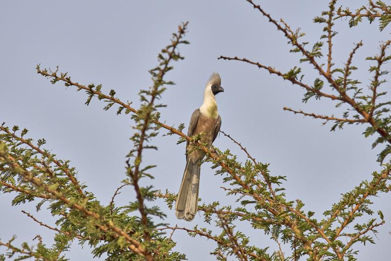 Bare-faced go-away-bird, Akagera National Park, Rwanda