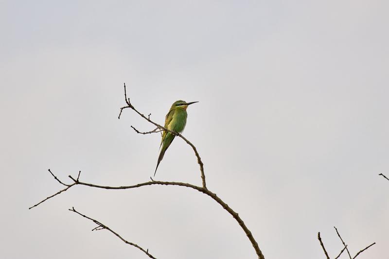 Blue-cheeked bee-eater, Akagera National Park, Rwanda