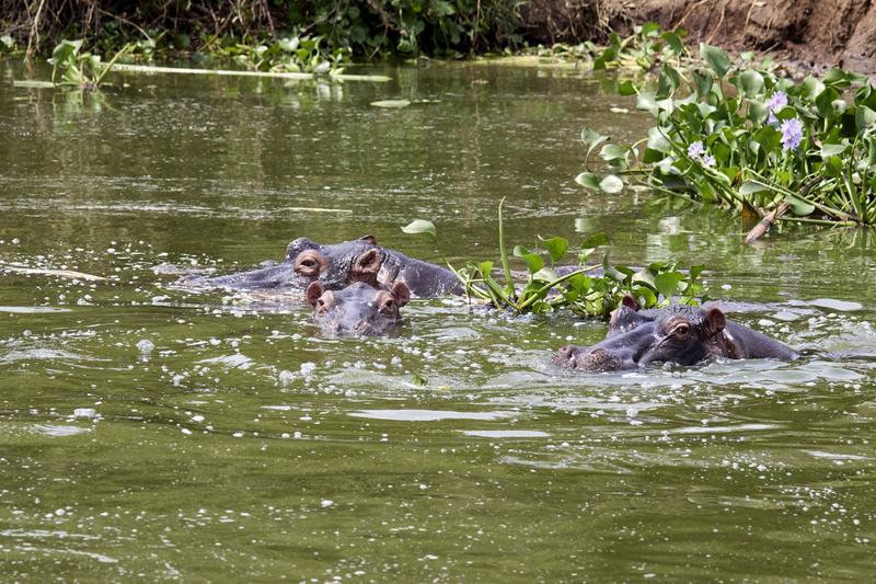 Hippos in water, Uganda