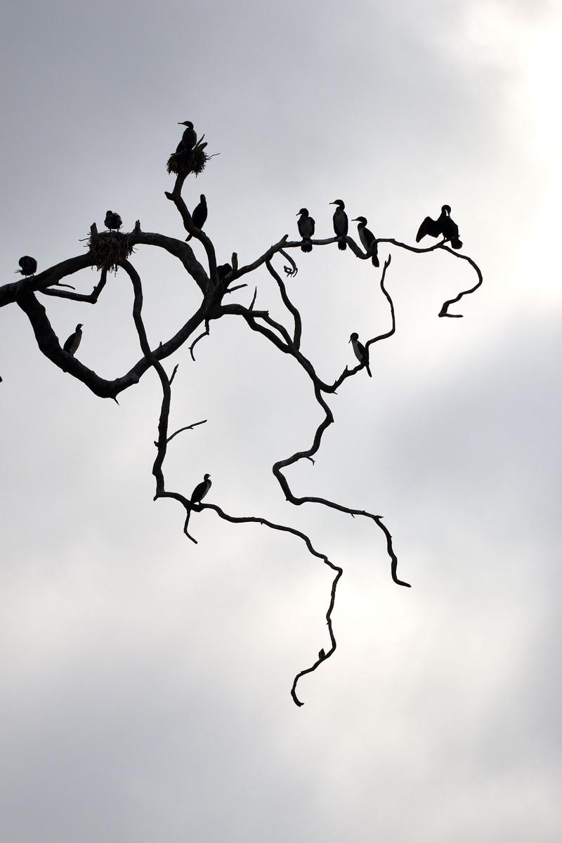 Great cormorants on a tree branch on Lake Bunyonyi, Uganda