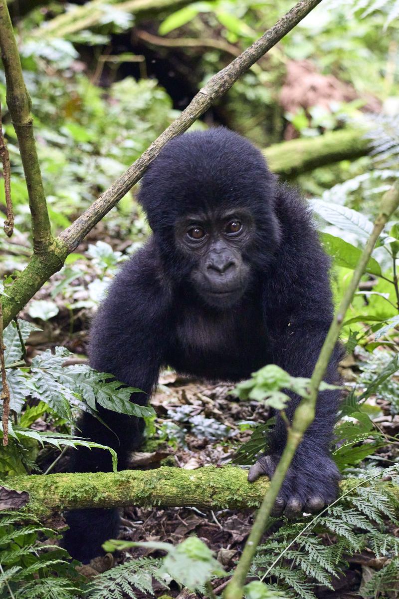 Baby gorilla in Bwindi Impenetrable Forest, Uganda