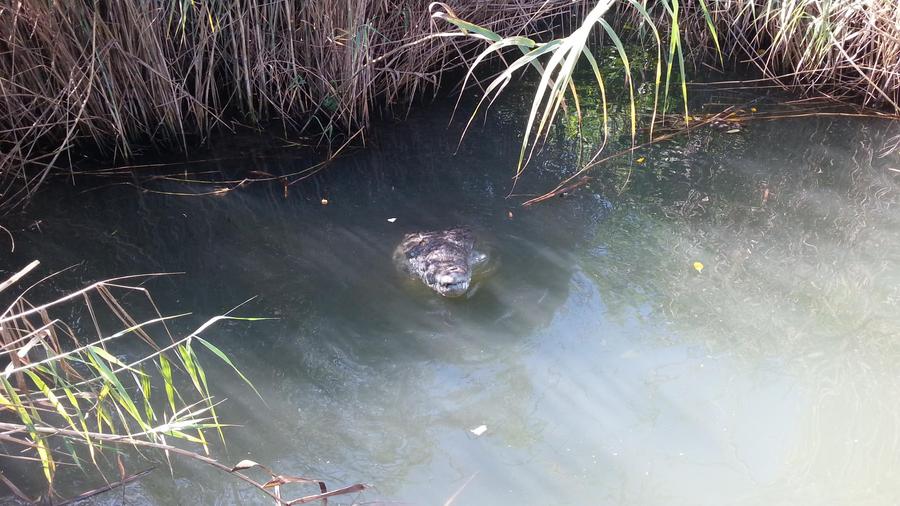 Black River crocodile Negril, Jamaica