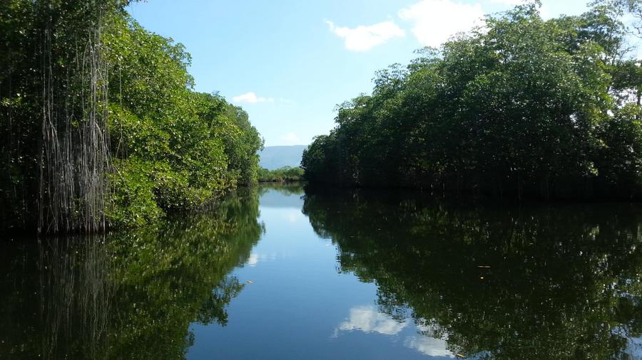 Mangrove trees on Black River, Negril, Jamaica