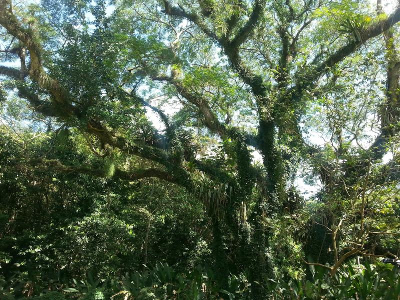 YS Falls fuzzy trees, Negril, Jamaica