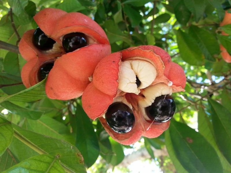 Ackee fruit - Negril, Jamaica