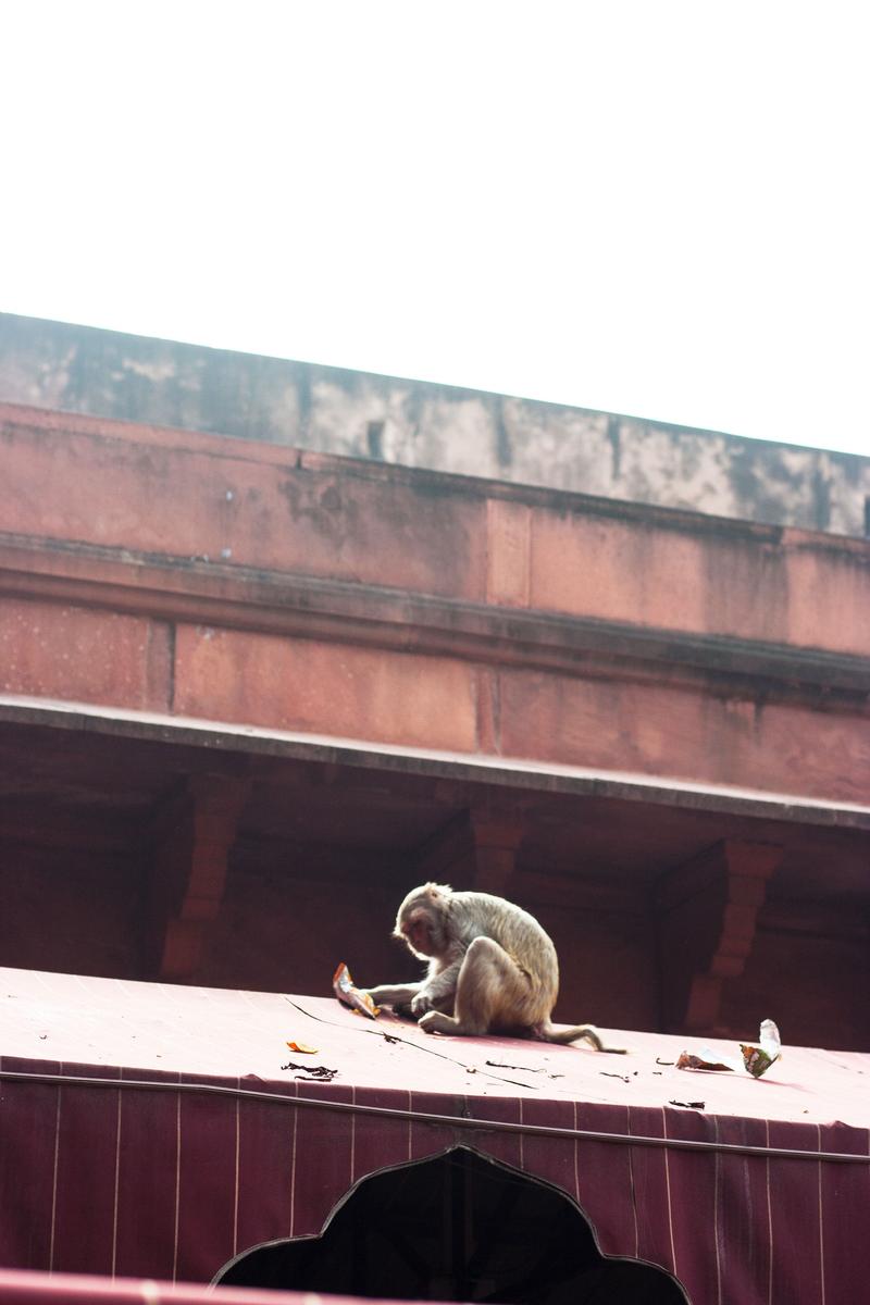 Monkeys: India's squirrels, Taj Mahal surroundings, Agra, Uttar Pradesh, India