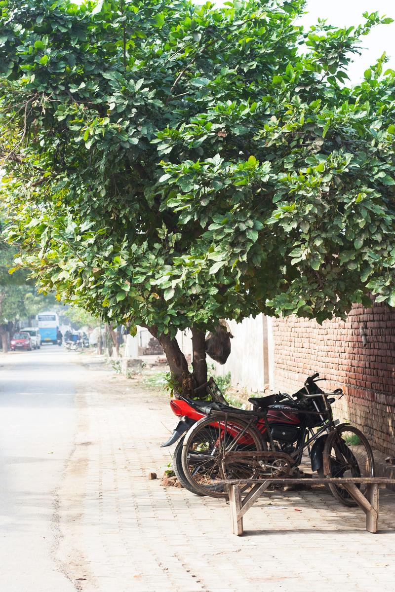 Tree and motorcycle across the street from the chai stop, Agra, Uttar Pradesh, India