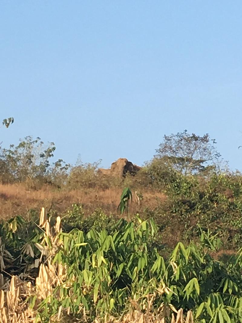 Zoomed in on elephants in the wild, somewhere in Vazhachal Range, Ernakulam, Kerala, India