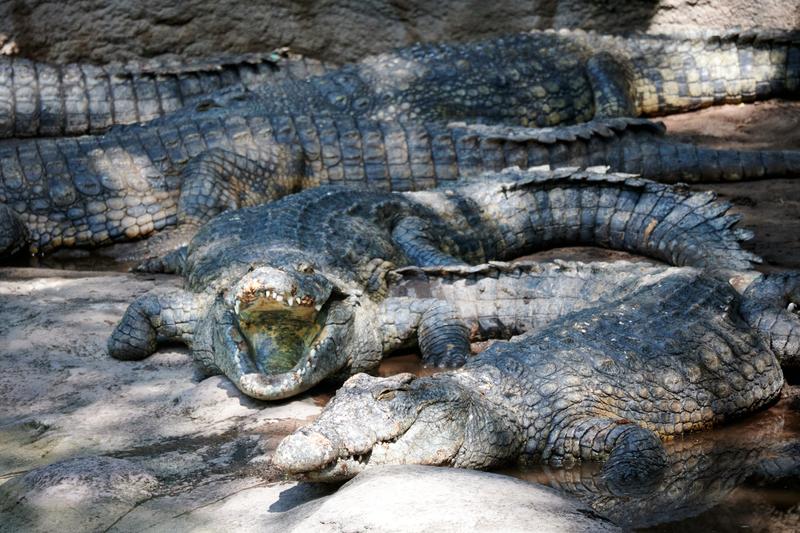 Nile Crocodiles, Animal Kingdom, Walt Disney World.