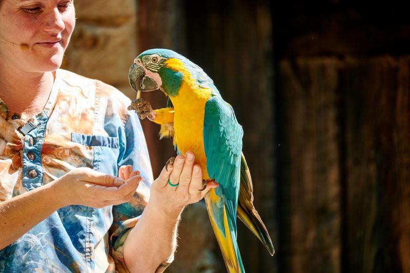 Parrot, Animal Kingdom, Walt Disney World.