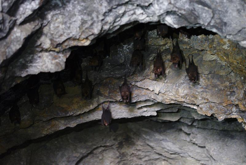 Bats in a tunnel. Taroko Gorge, Hualien, Taiwan