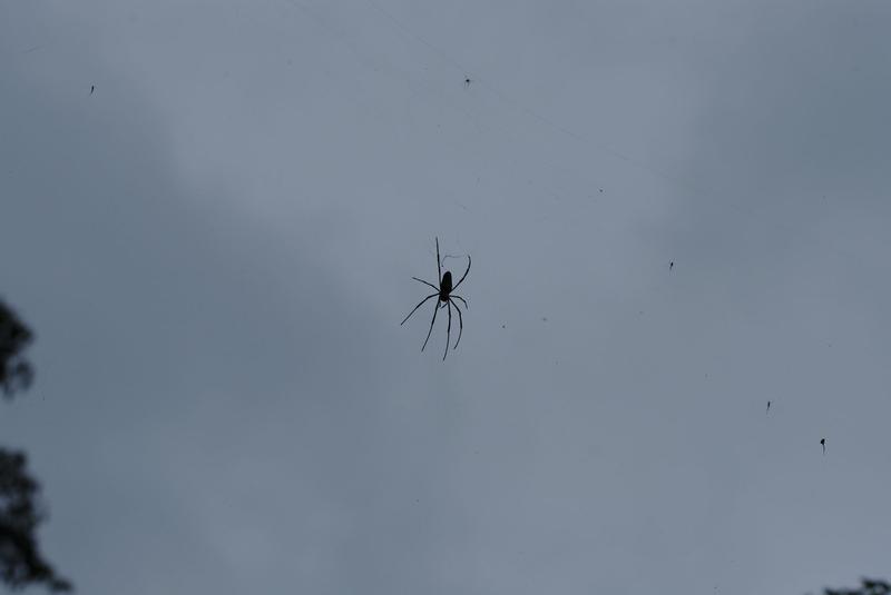 Big spider. Taroko Gorge, Hualien, Taiwan