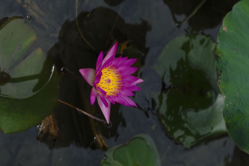 Lotus flower on Lotus Pond, Kaohsiung, Taiwan