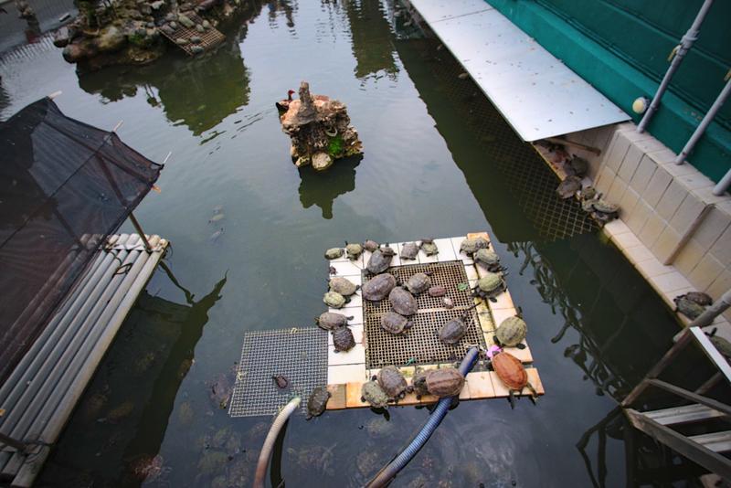 Feeding turtles near the Lotus Pond, Kaohsiung, Taiwan