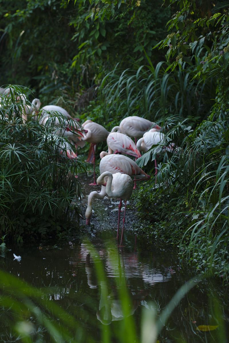 Flamingos at the Zoo, Taipei, Taiwan