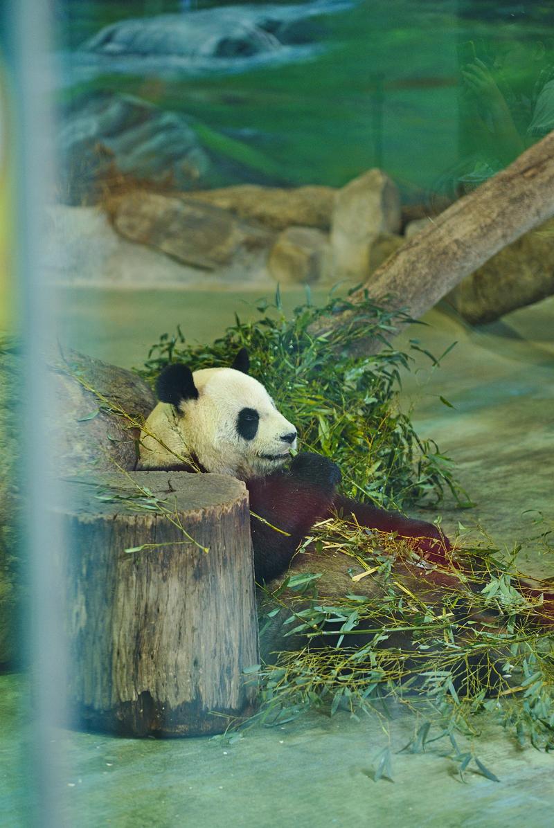 Panda eating bamboo at Taipei Zoo, Taipei, Taiwan