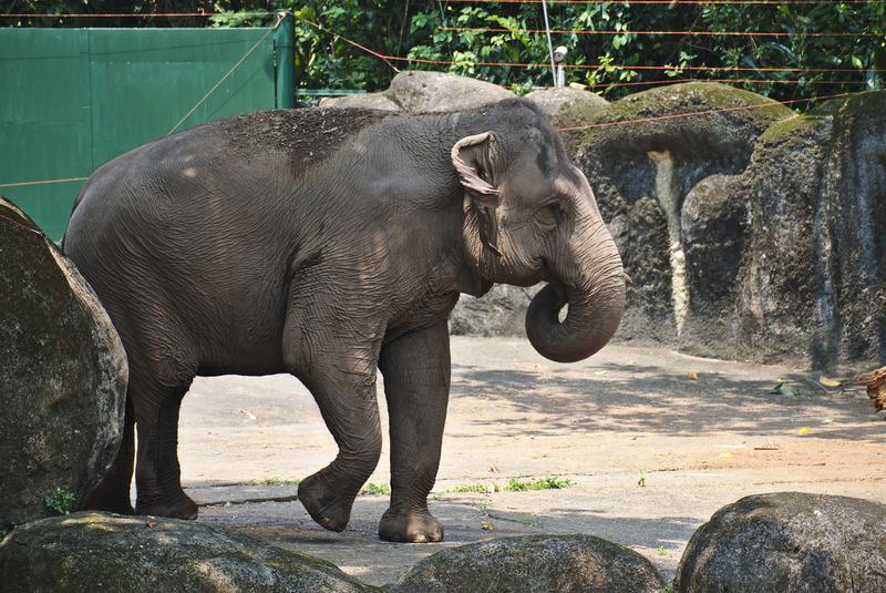 Asian elephants at Taipei Zoo, Taipei, Taiwan