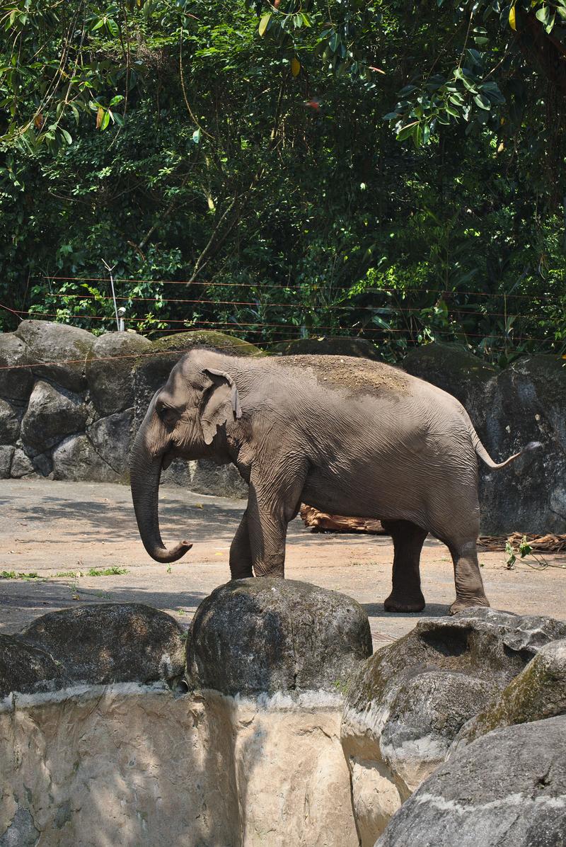 Asian elephants at Taipei Zoo, Taipei, Taiwan