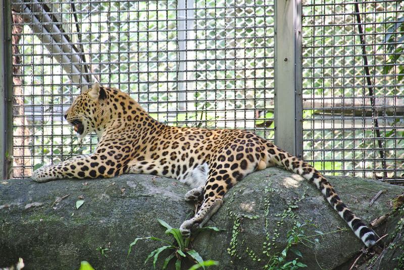 Leopard at Taipei Zoo, Taipei, Taiwan