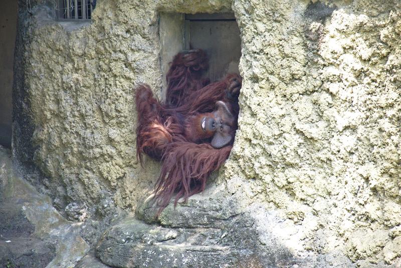 Orangutan at Taipei Zoo, Taipei, Taiwan — looks like a muppet