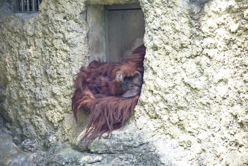 Orangutan at Taipei Zoo, Taipei, Taiwan — looks like a muppet