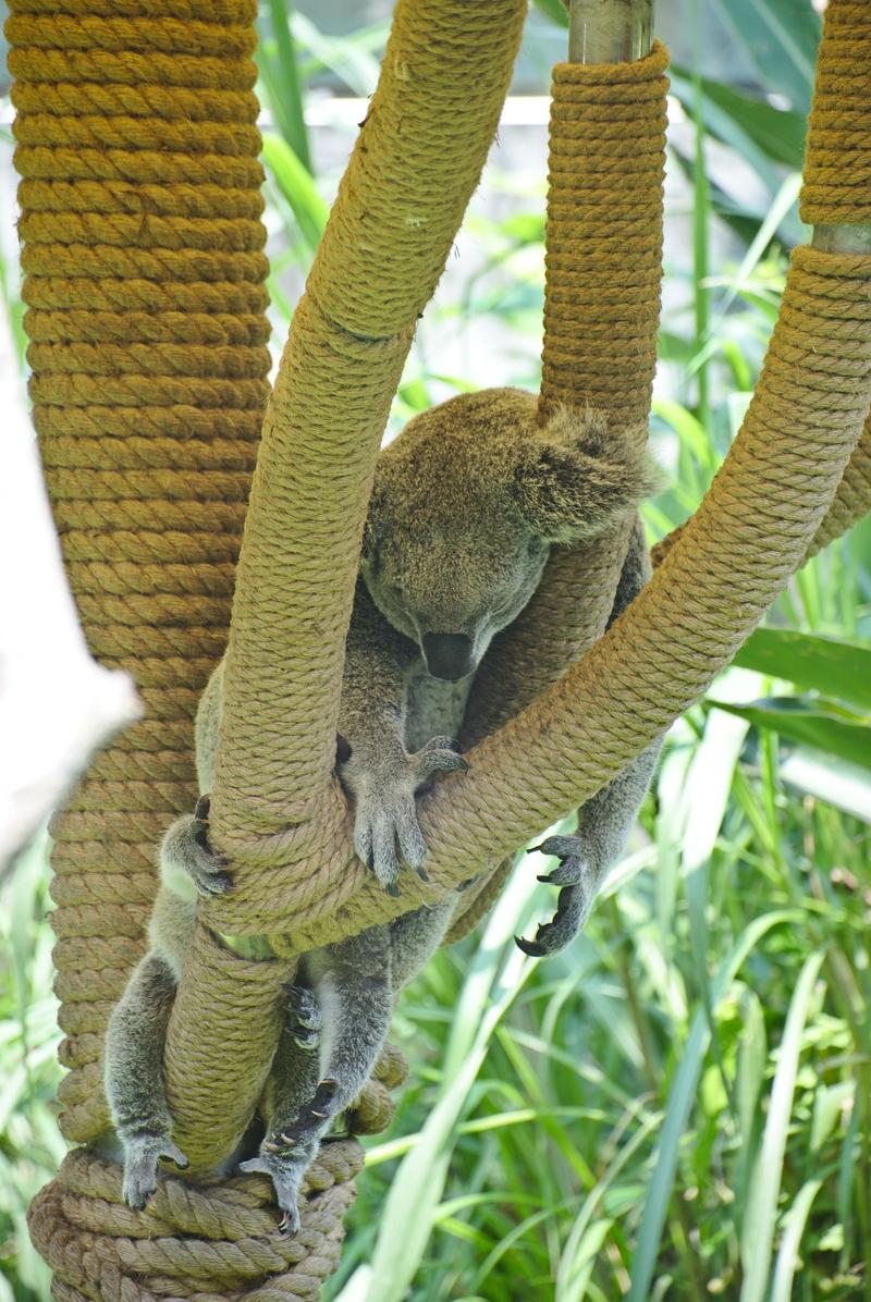 Koala at Taipei Zoo, Taipei, Taiwan