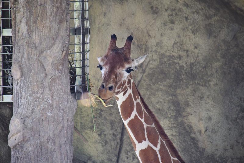 Giraffe at Taipei Zoo, Taipei, Taiwan