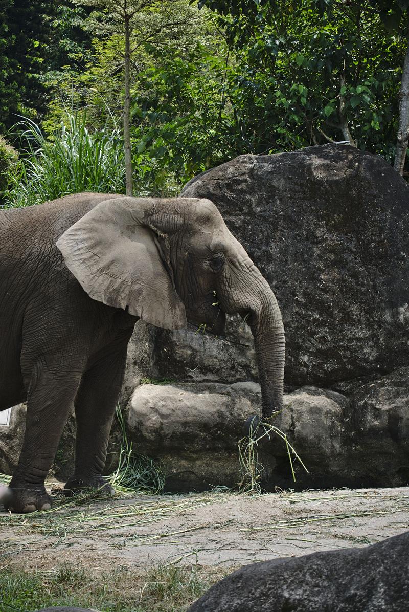 African elephant at Taipei Zoo, Taipei, Taiwan