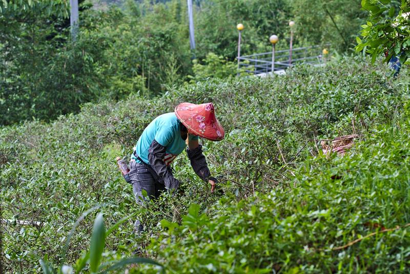 Tea farmers in Makong, Taiwan