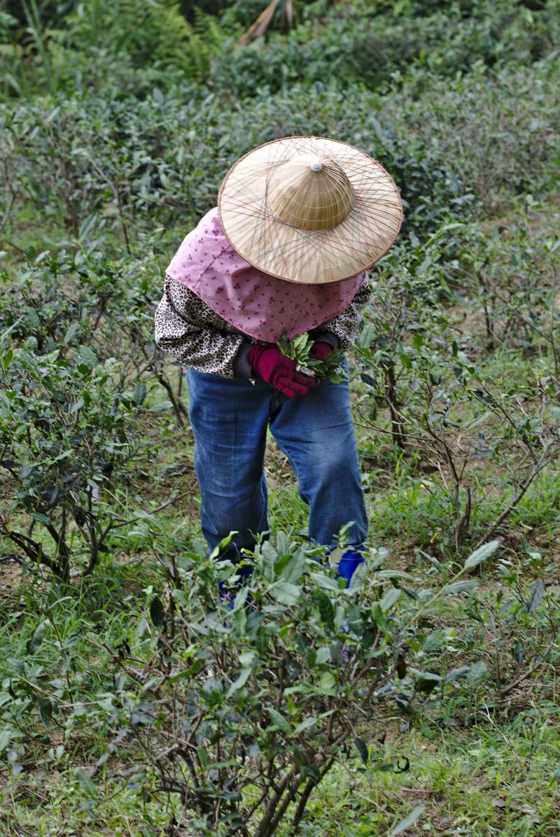 Tea farmer in Makong, Taiwan