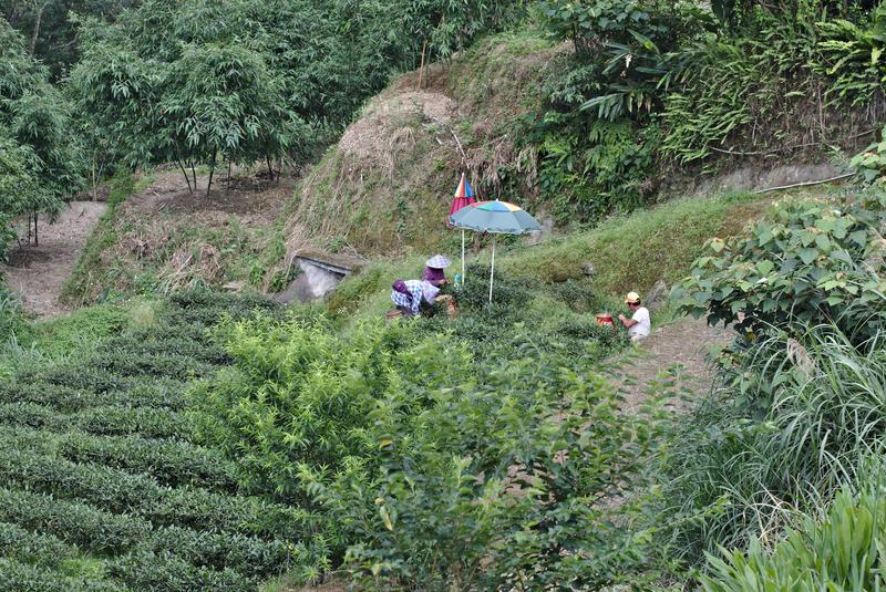 Tea farmer in Makong, Taiwan