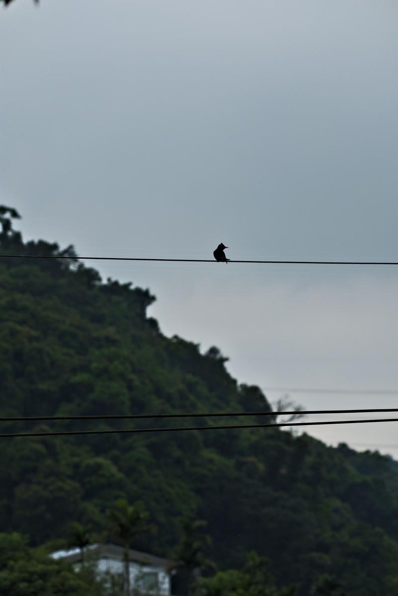 Bird on a wire in Makong, Taiwan