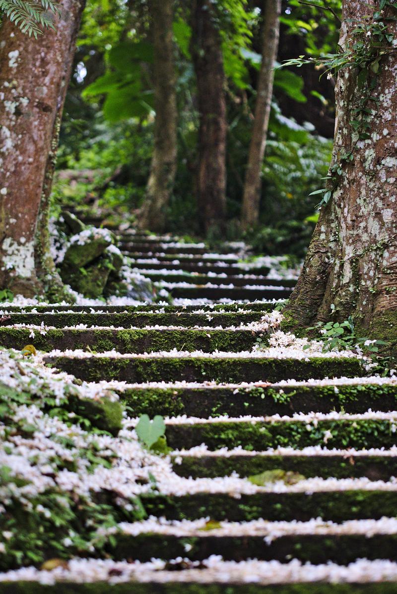 Petals from a tung blossom tree (April snow) beautifully cover the stairway leading us upward. Hiking in Maokong, Taiwan