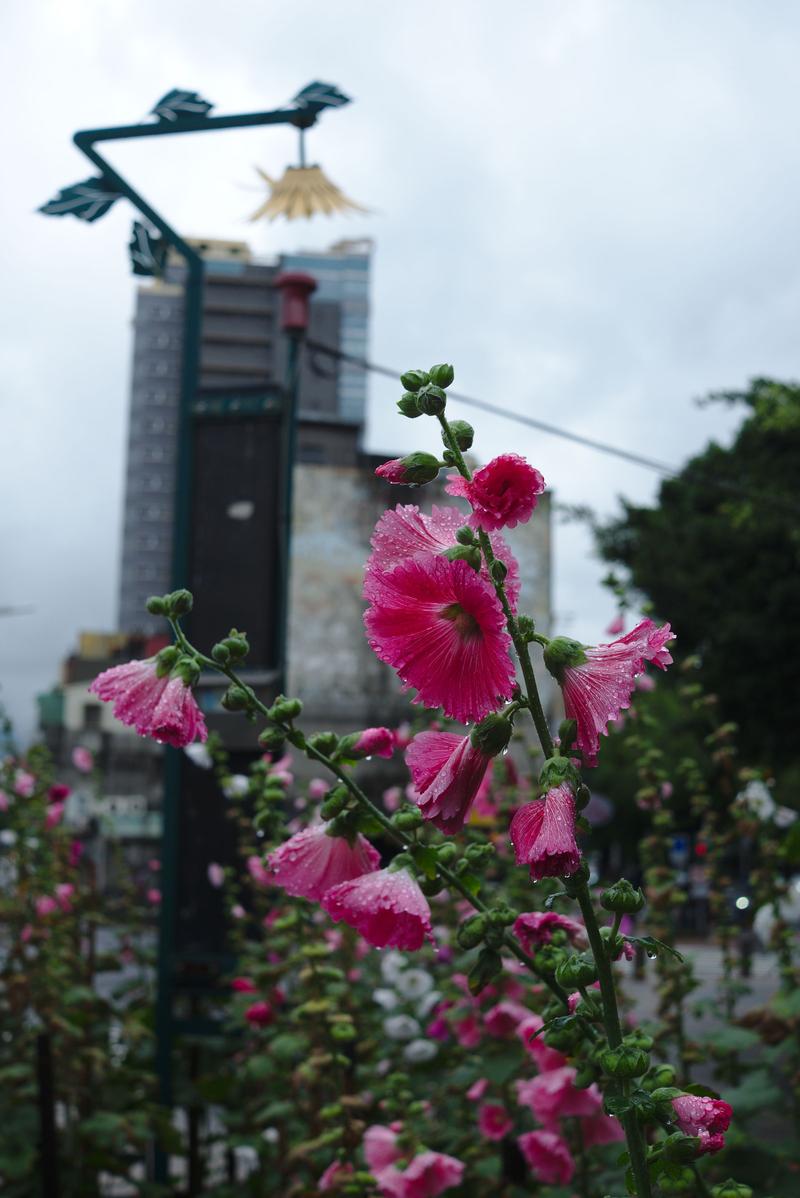 Flowers dripping with rain, Taipei, Taiwan