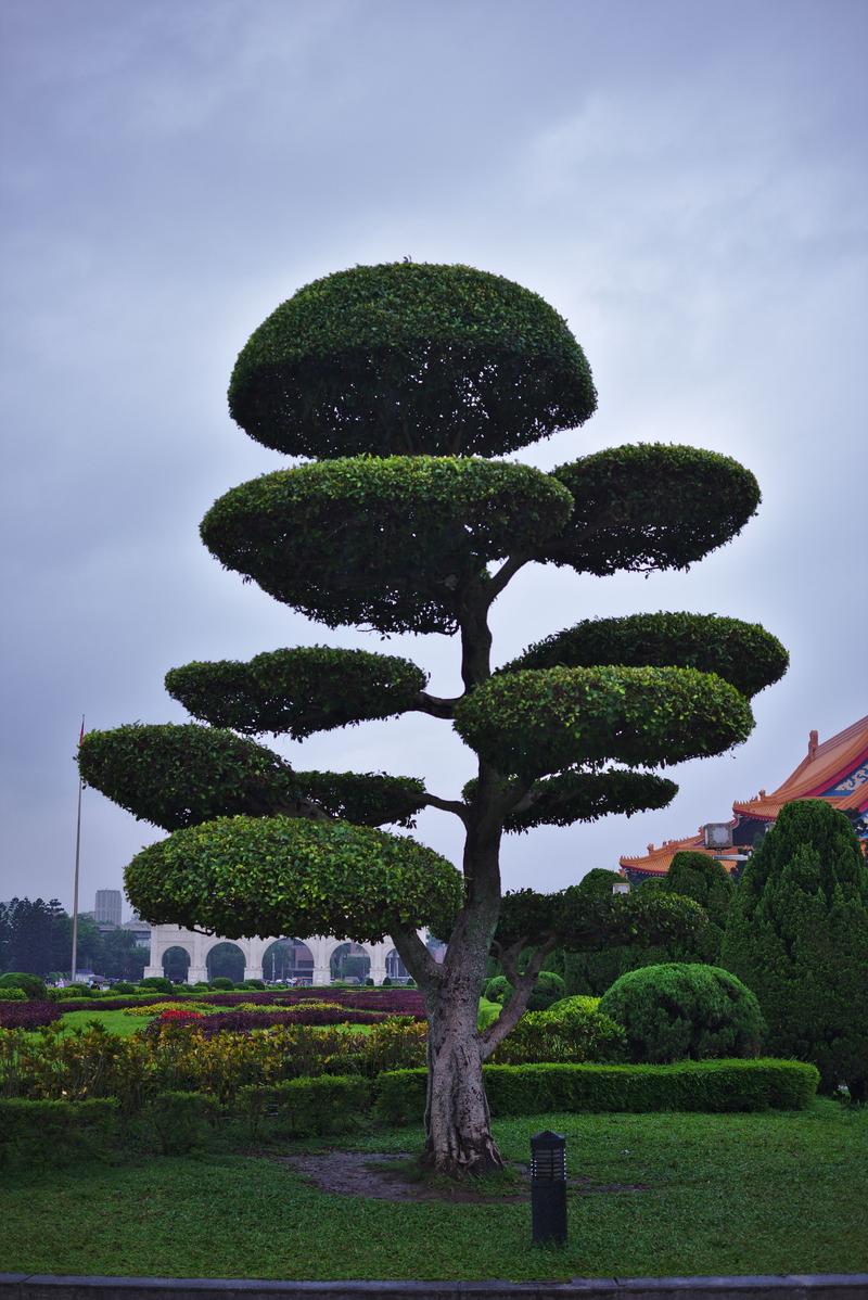 Topiary tree at Chiang Kai-shek memorial, Taipei, Taiwan
