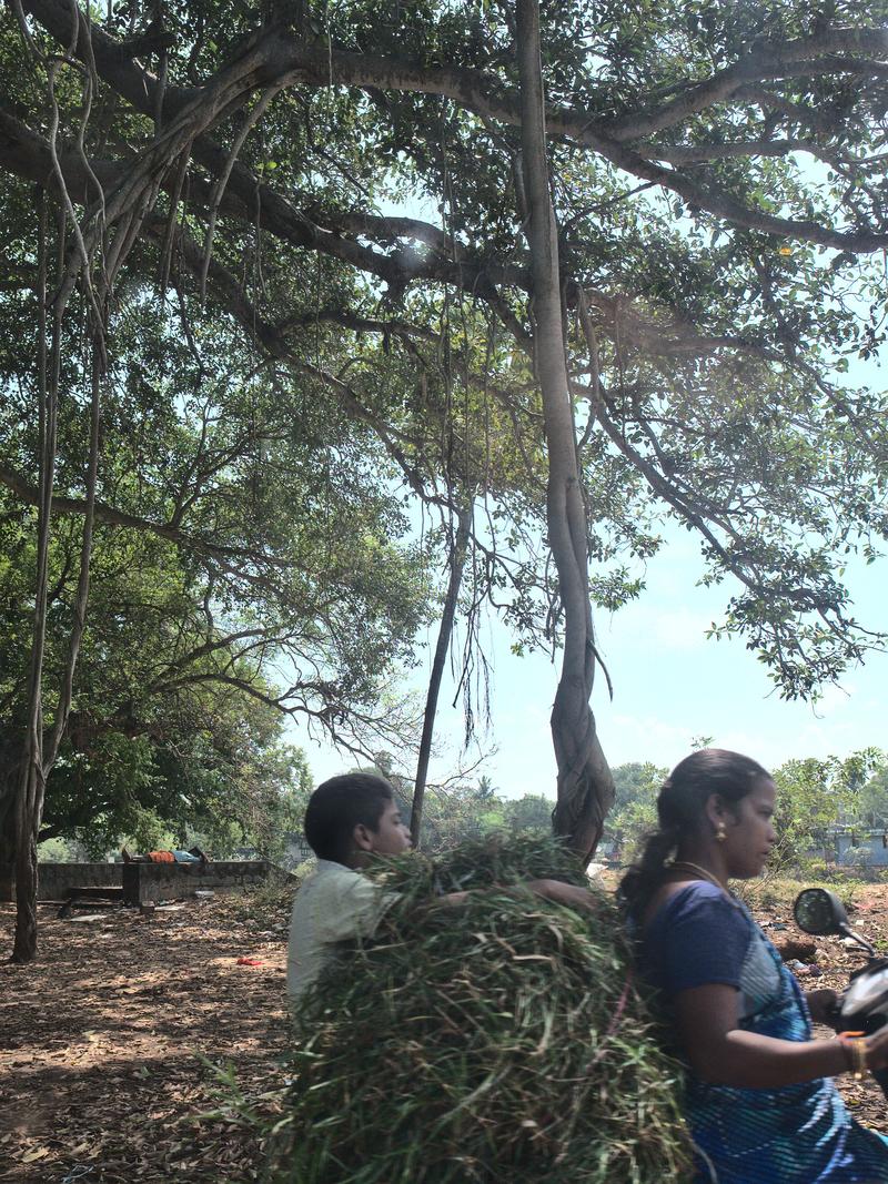Auroville, Tamil Nadu, India