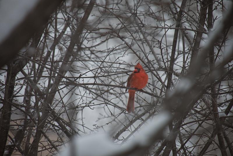 Male North American Cardinal in the Winter.