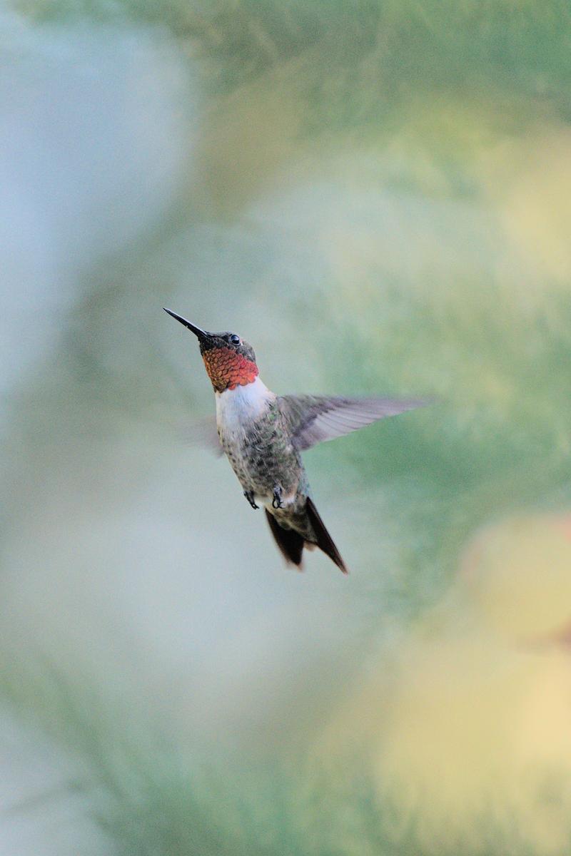 Male Ruby-Throated Hummingbird in flight