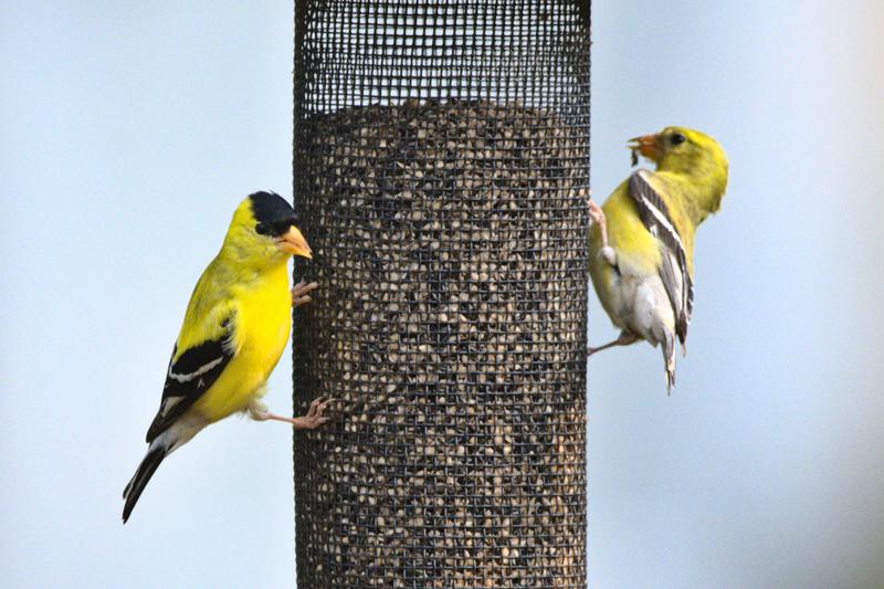 Male and Female Breeding Goldfinch