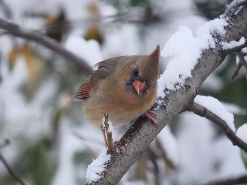 Female North American Cardinal in the Winter.