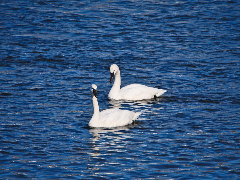 Swans in Monticello, MN