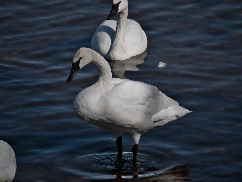 Swans in Monticello, MN
