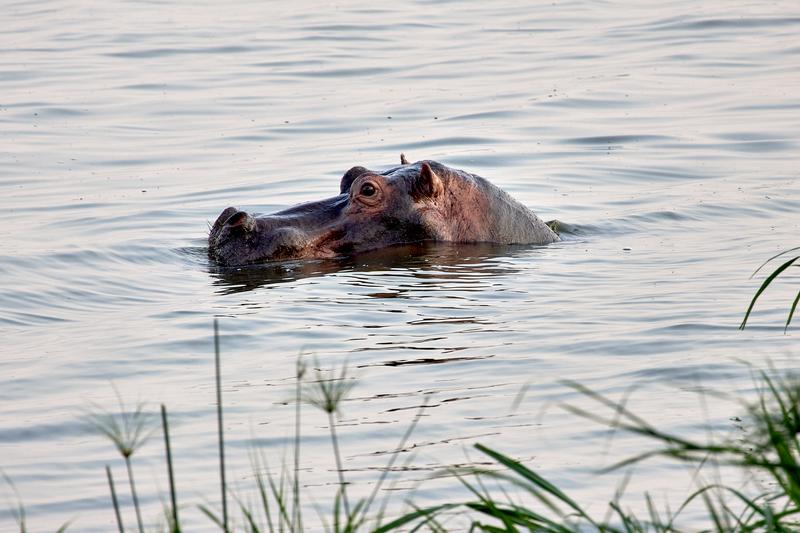 Hippo, Akagera National Park, Rwanda