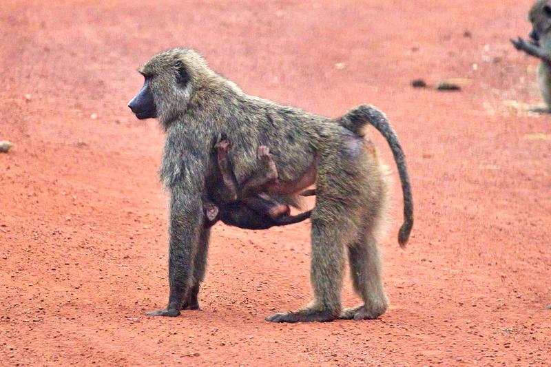 Baboons, Akagera National Park, Rwanda