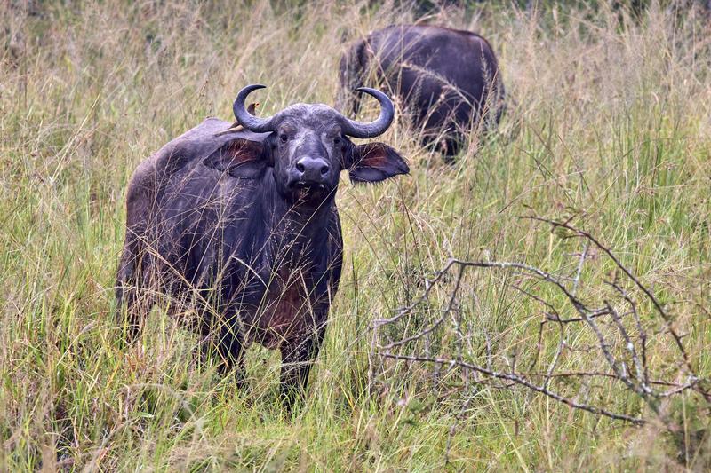 Water Buffalo, Akagera National Park, Rwanda