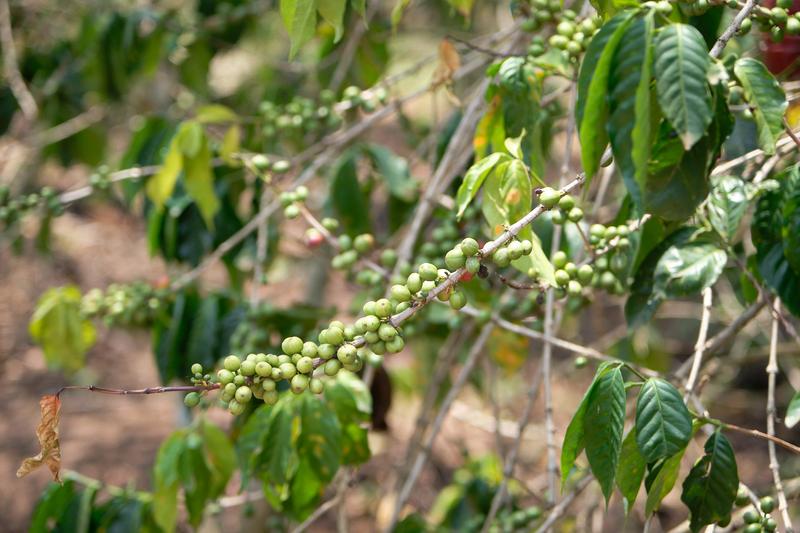 Coffee tree, Akagera Coffee, Rwanda